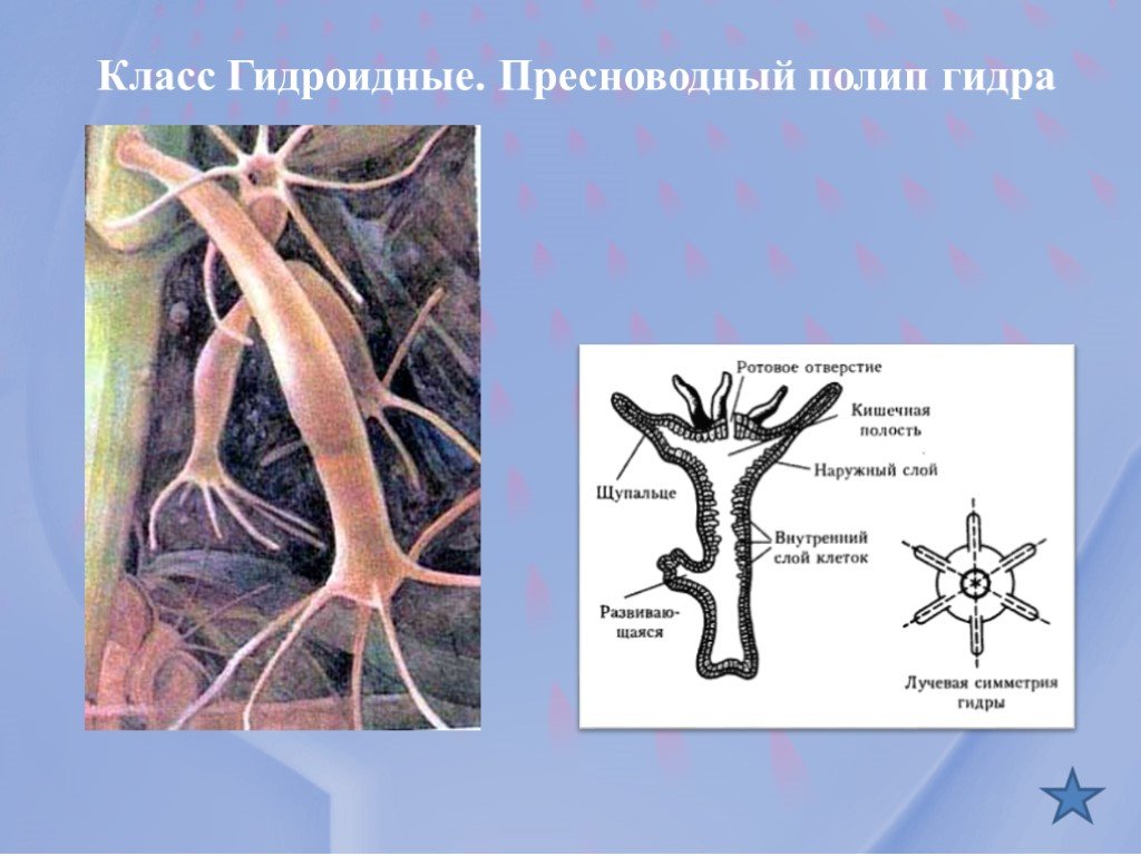 Взломали кракен аунтификатор